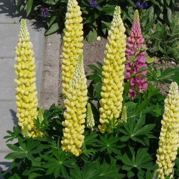 Gele Lupine 