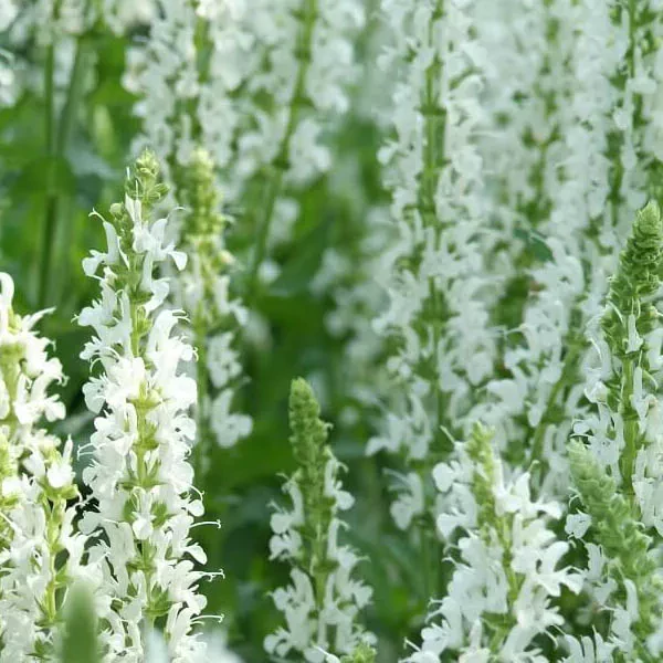 Witte Bladsalvia 