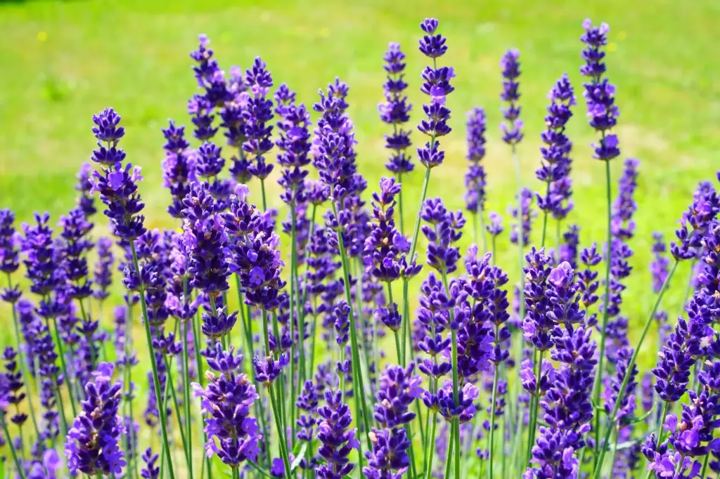 Lavendel