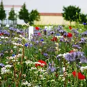 Akkerrand bloemrijk 2