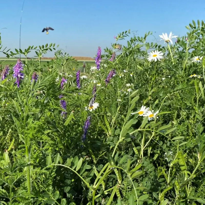 kruidenweide 2 Zware gronden 