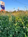 Staygreen-wadi