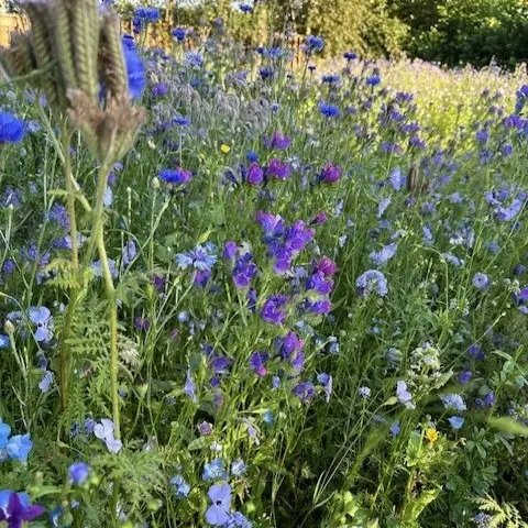 Blue Florance