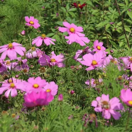 Pink Florance
