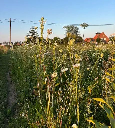 Kruidenweide 1 Lichte gronden