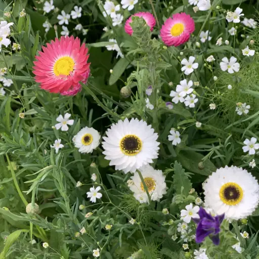Droogbloemen